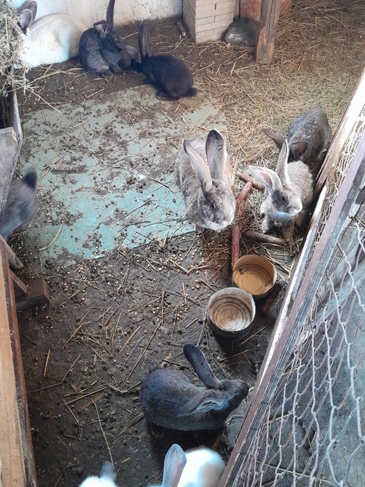 Iepuri urias  german și urias de Transilvania