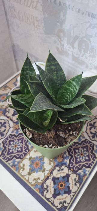 Продам комнатные цветы