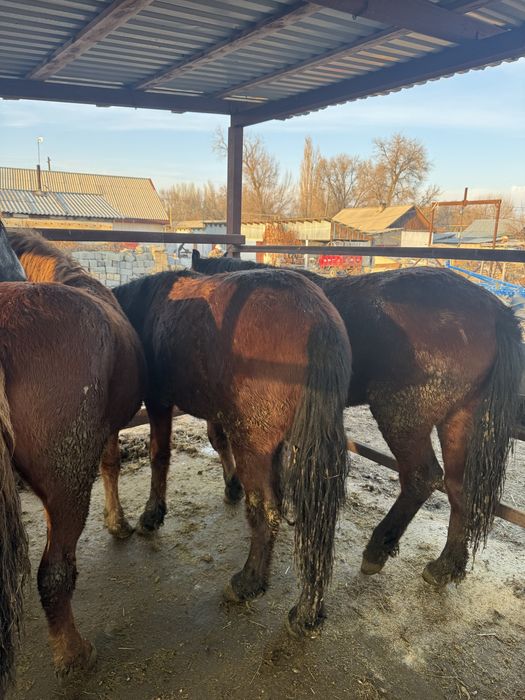 Семіз құнпндар сатылады