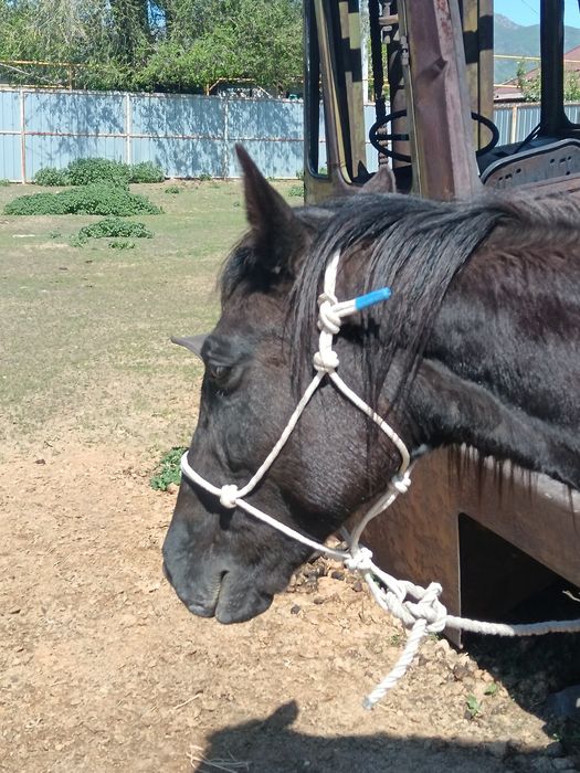 Жылқыға ноқта, Веревочный недоуздок