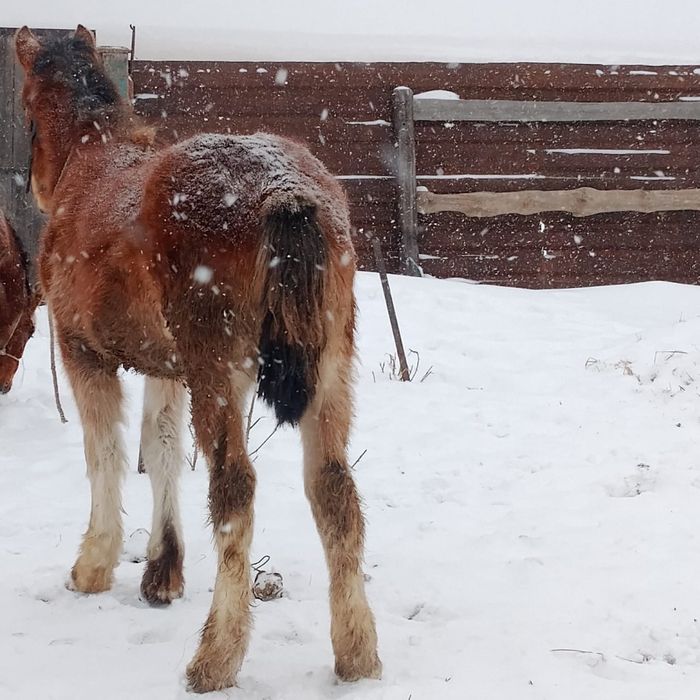 Продам жеребчика 7 месяцев
