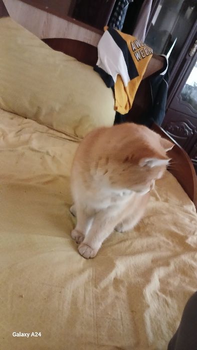 Шиншила страйт +