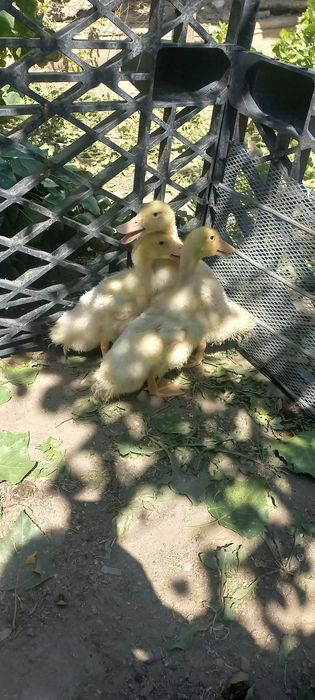 Утята продам срочно