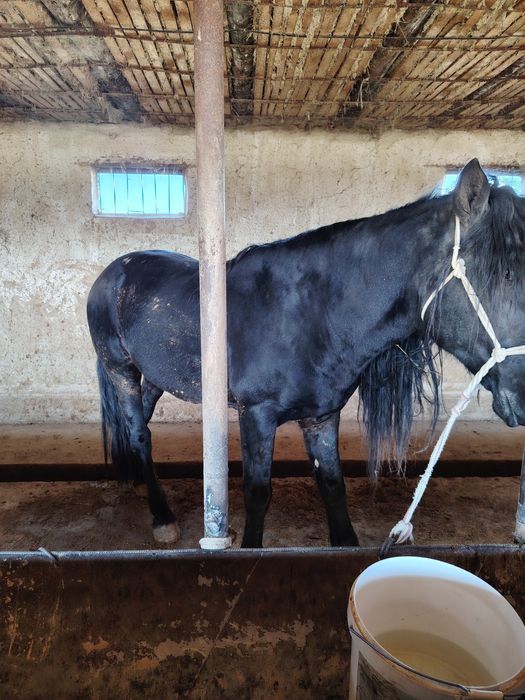 Айғыр үйір Айғыр