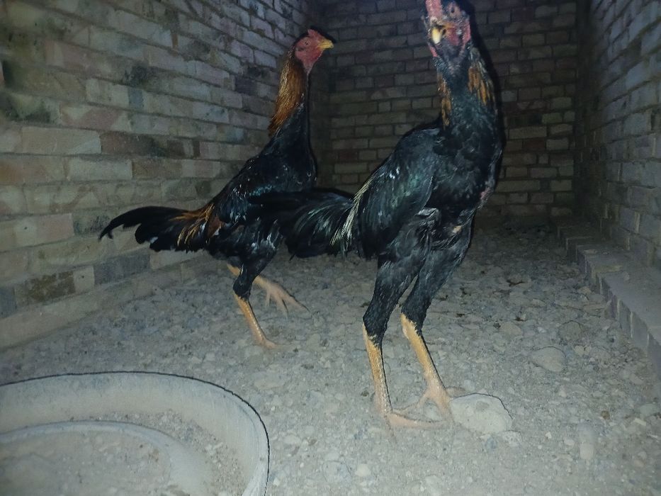 О шамо қораздары сатылады