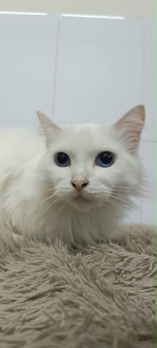 Кошка турецкая ангора в добрые руки