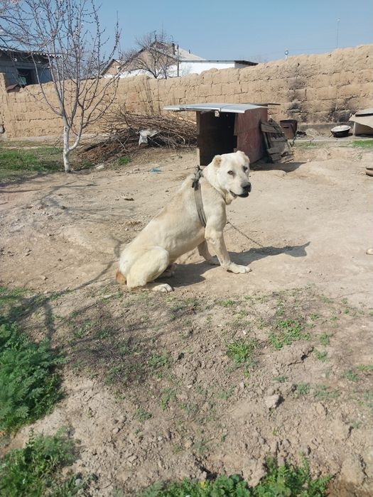 Ит сатылады. 3 жыл болган