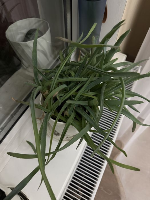 Продам растение алое.