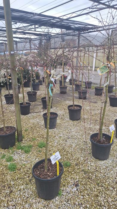 Bananier, Camelia,arțar japonez ,palmieri ,Fenixx