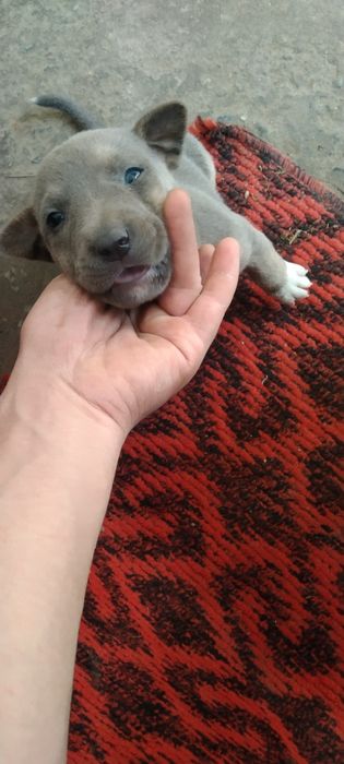 pit bul  olgan baraka topadi