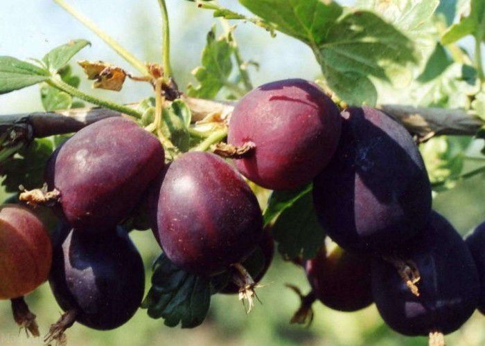 Саденец крыжовник защитник