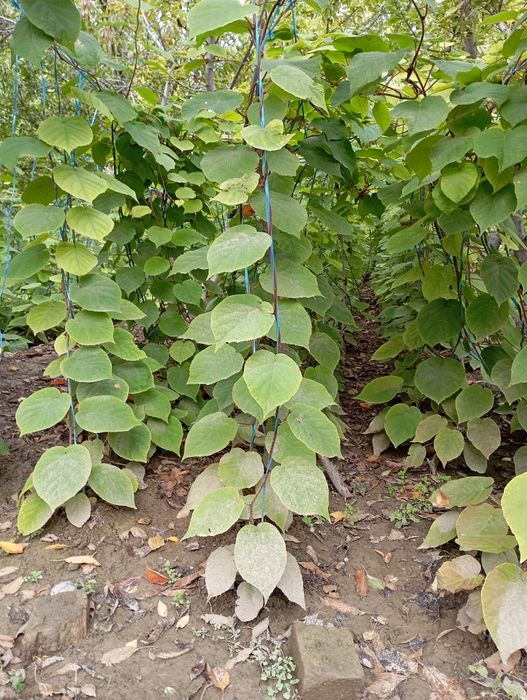 КИВИ Кучатлар 1 - 2 йиллик