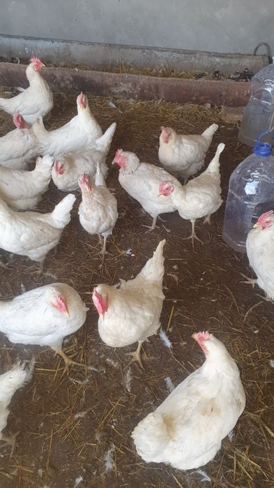 Товуклар пародал