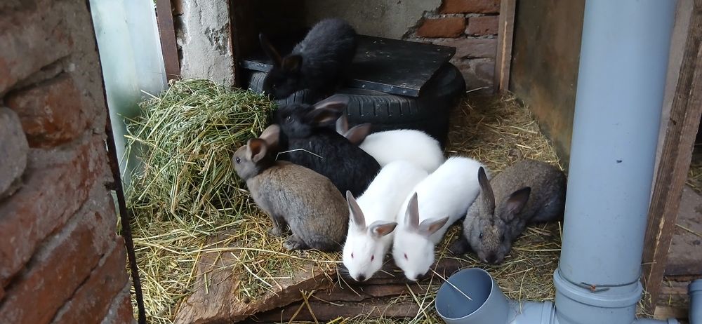 Iepurași de vânzare cu vârsta de 2 luni
