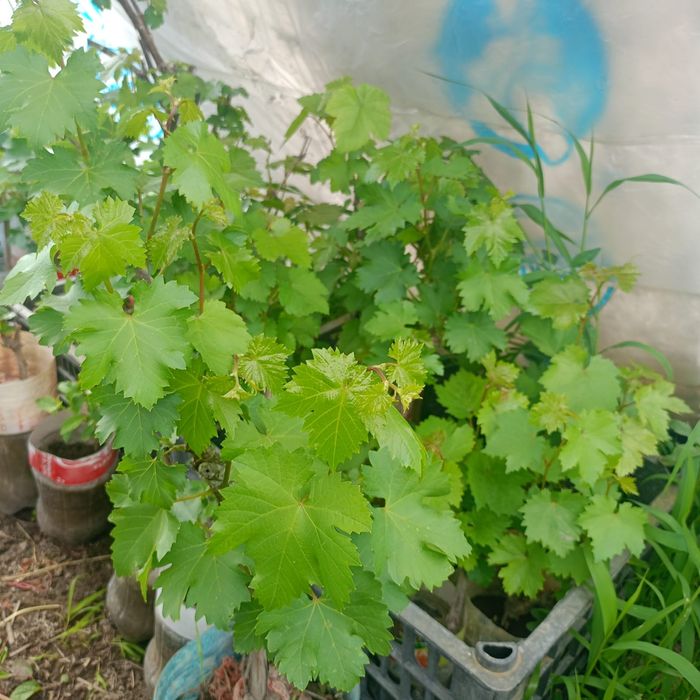 Продам виноград с карнями