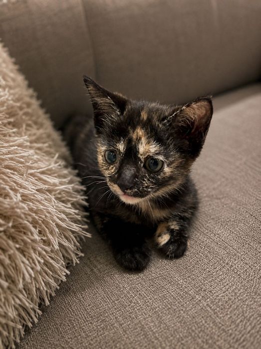 Котята чистые бесплатно
