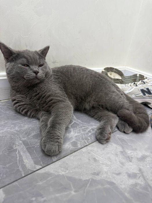 Продаются британские котята скотиш страйи и скотиш фолд