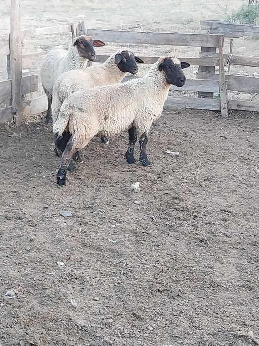 Vând 3 berbecuți,vârsta 3 luni jumătate,rasă sufolk ,preț 250euro buc.