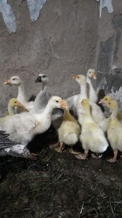 Утки, Гуси срочно продам