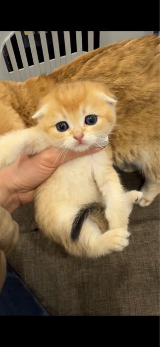 Продается скотиш фолд. Мальчик