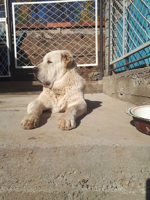 Продаётся туркменский алабай