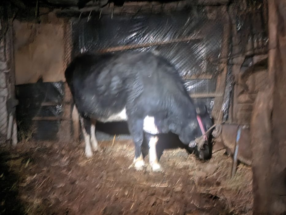 Sigir 3-qorin, bug‘o‘z 7 oylik