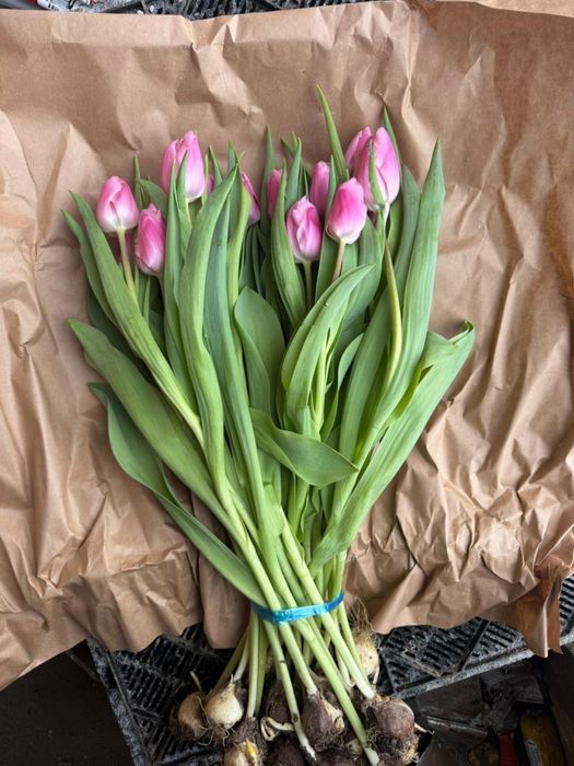 тюльпаны гул қызғалдақ роза