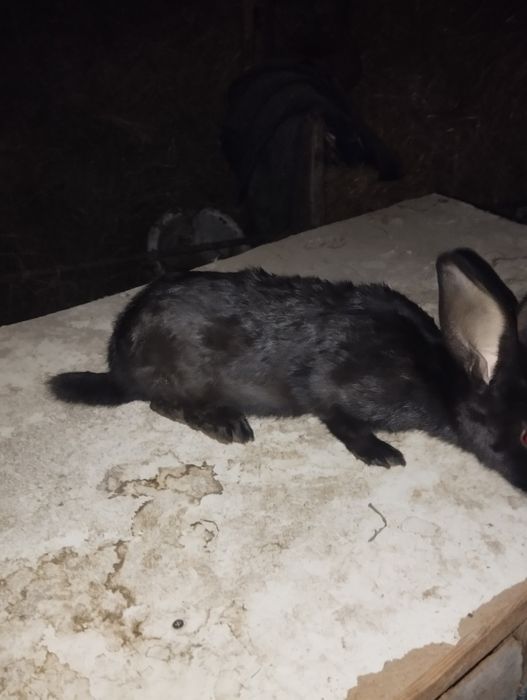 Quyon sotiladi moda bõĝoz