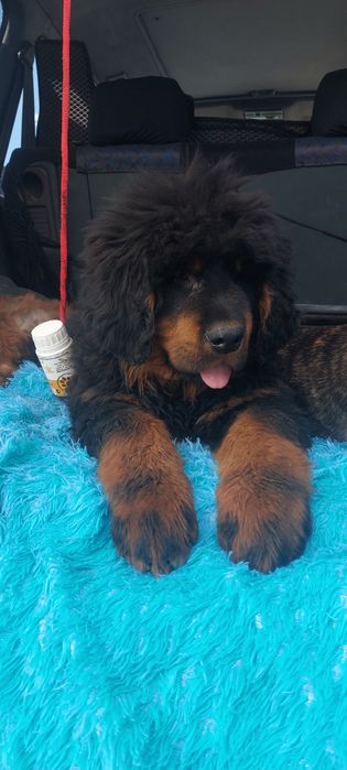 Тибетский мастиф