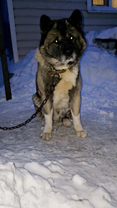 Вязка американская акита.