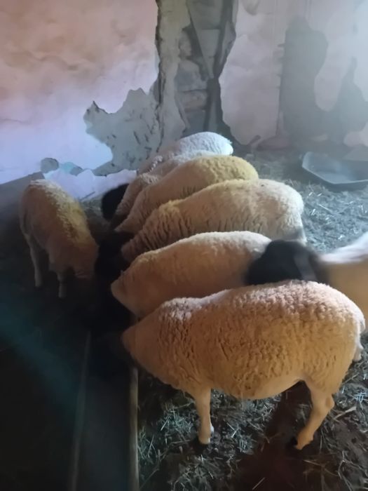 Vând oi dorper rasă pură
