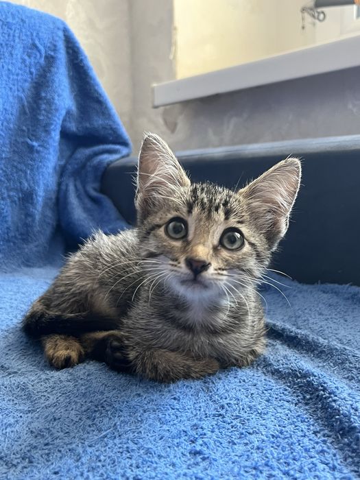 Котенок в добрые руки