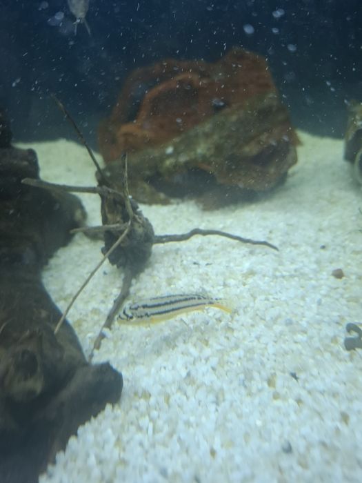 Коряги для аквариума