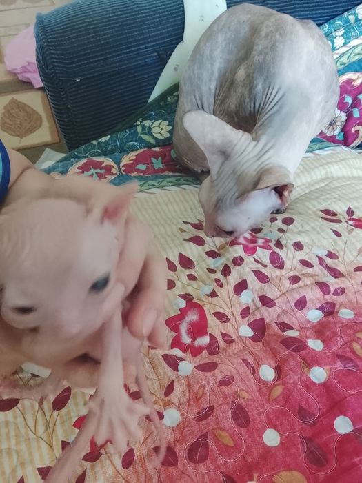 Котята породы донской сфинкс