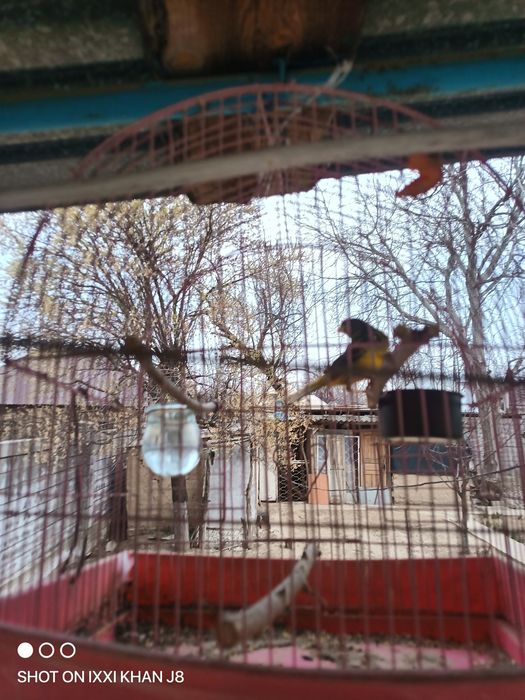 Канорейки разные самцы