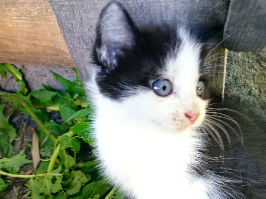 Подарю пушистиков.