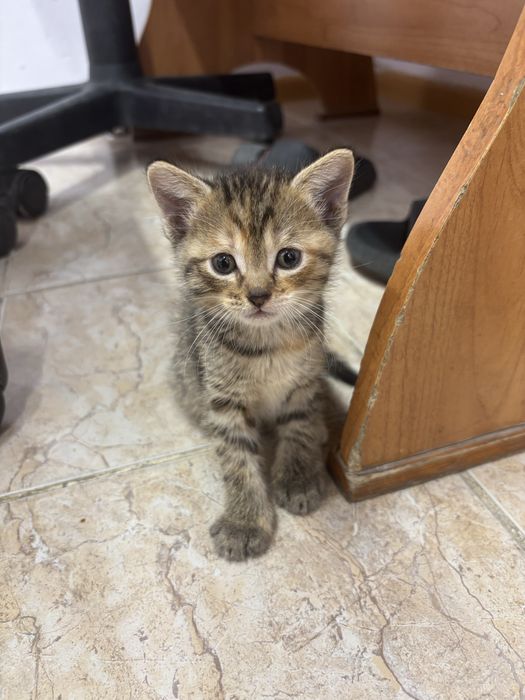 Отдам котят в добрые руки