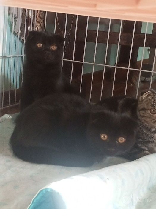 Породистые котята