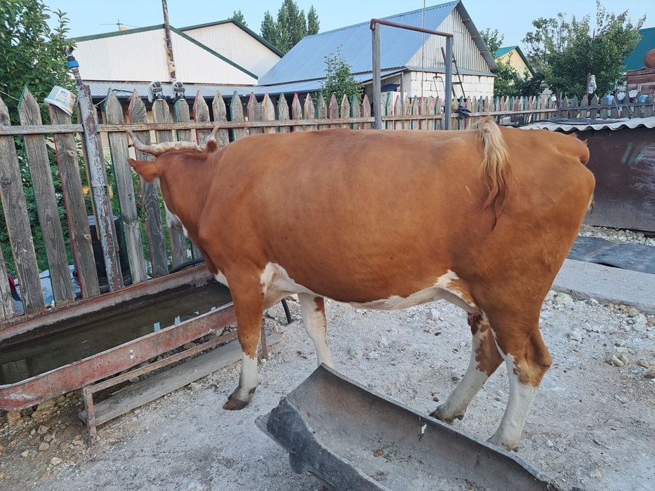 Продаётся дойная карова