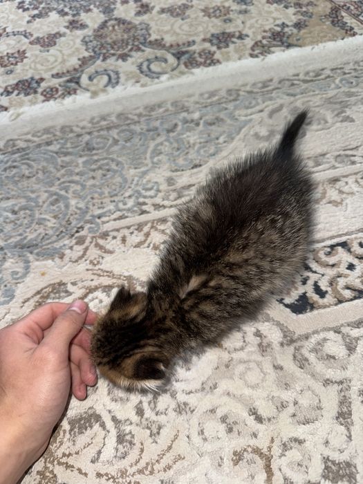 Котенок в добрые руки