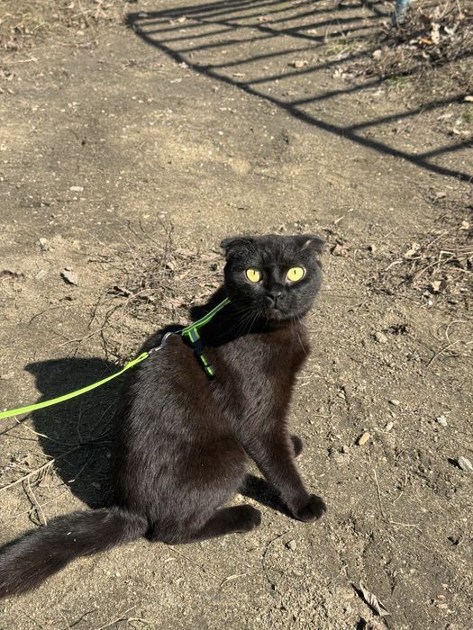 Кошечка в добрые руки