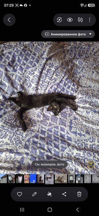 Котёнок чёрный. 3 мес.