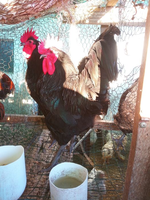 Cocosi Araucana, Australorp și Brahma , precum și oua de incubat