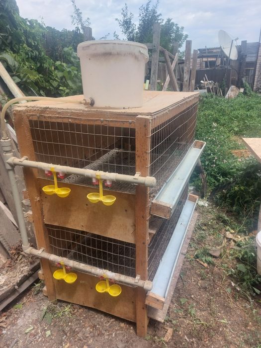 Брудер для цыплят