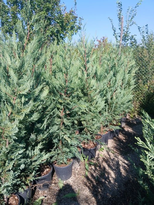 Leylandii 1m40 1m70 75 ron