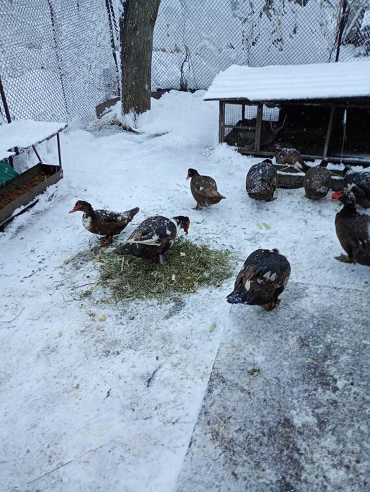 Продажа индоуток