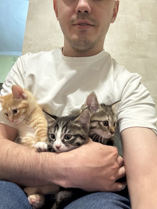 Котята в добрые руки бесплатно , Домашние котята ищут семью