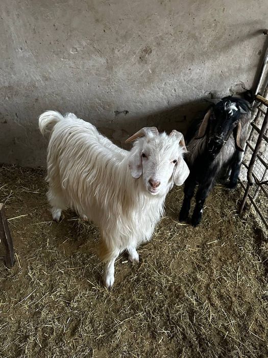 Такачала сотилади