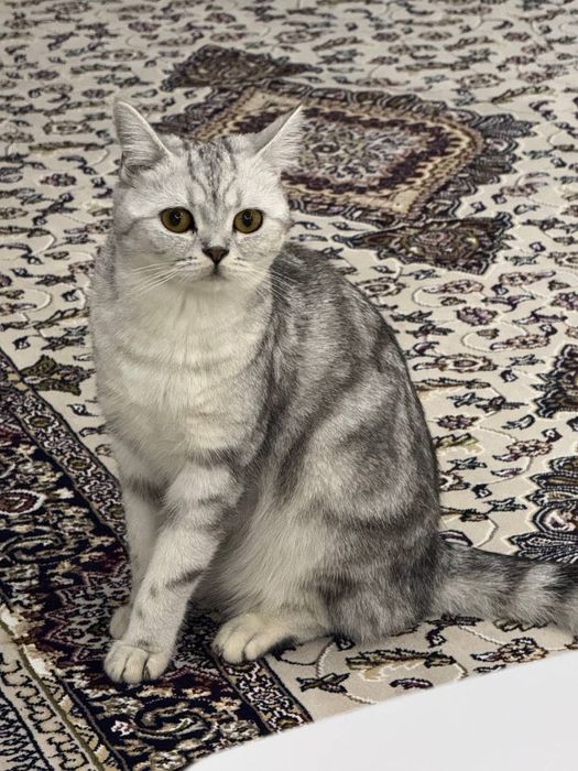 Серебристый табби шиншилла девичка