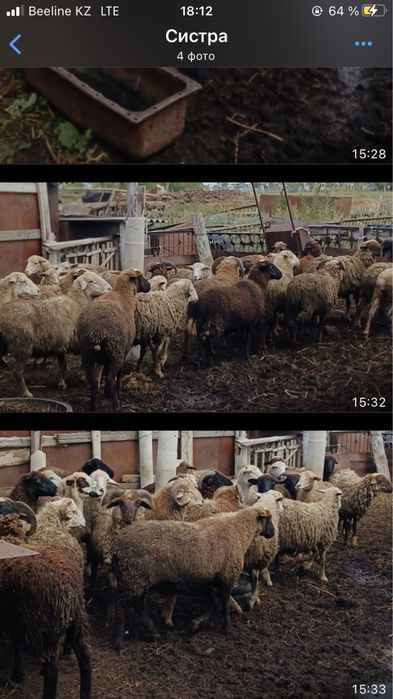 Продам Баранов жирных